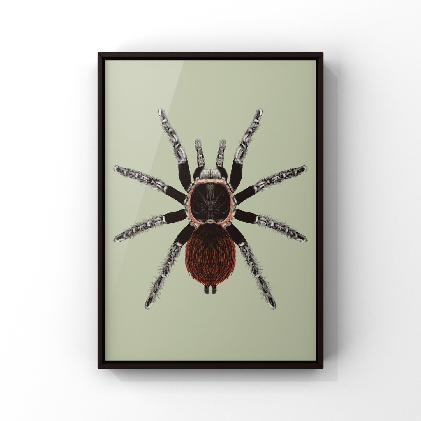 Mexican Red Rump Tarantula, Tliltocatl Vagans, Photographic Art Print from The Silk Ranch