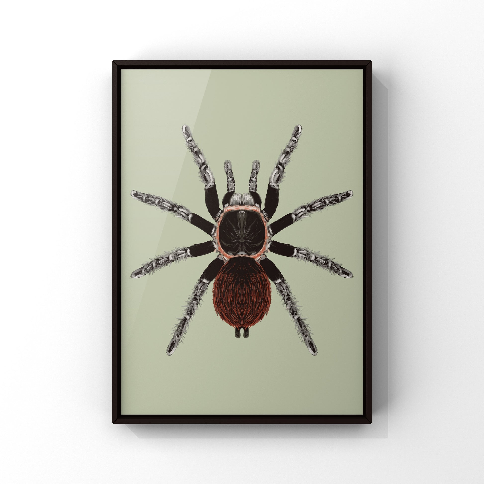 Mexican Red Rump Tarantula, Tliltocatl Vagans, Photographic Art Print from The Silk Ranch
