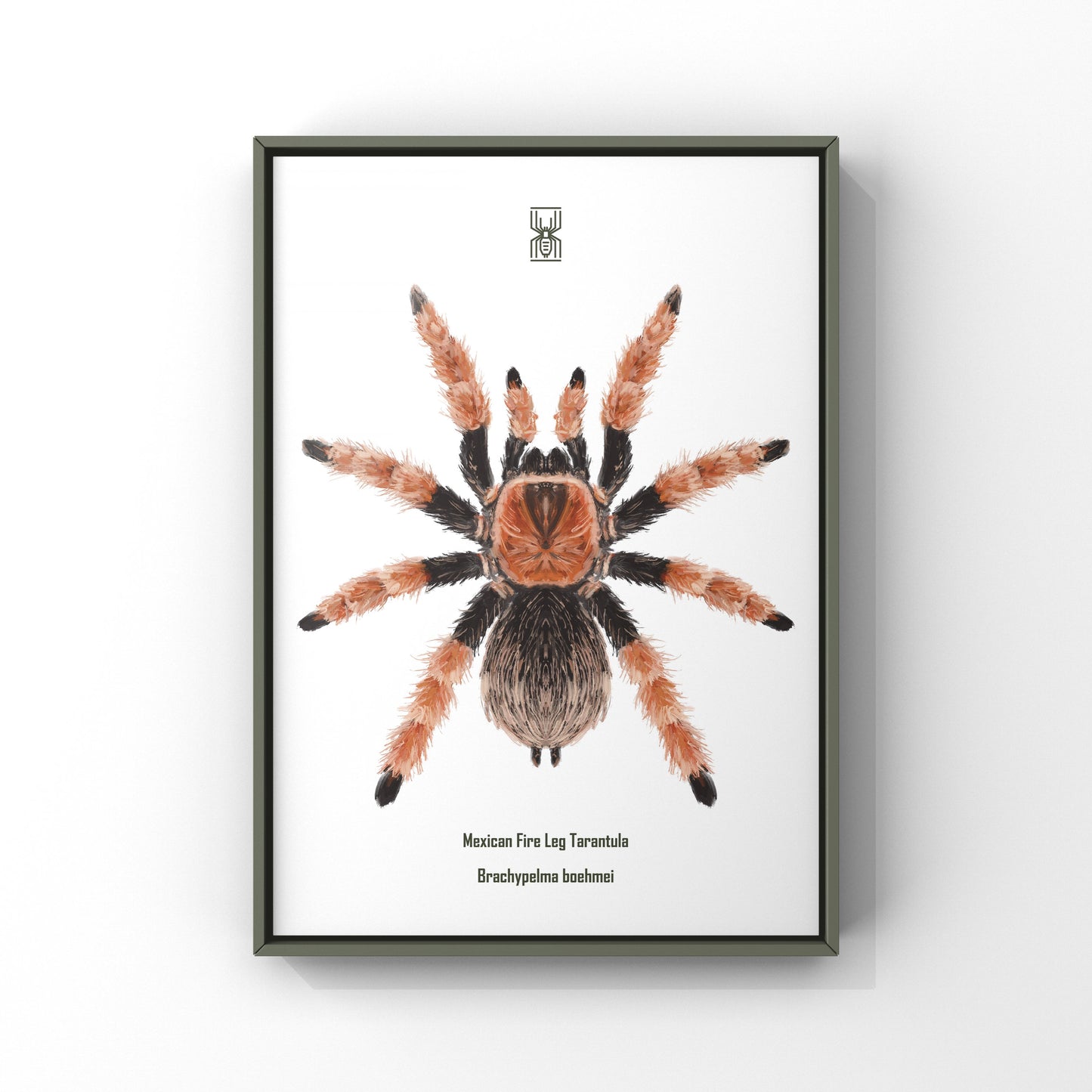 Mexican Fire Leg Tarantula, Brachypelma Boehmei, Photographic Art Print from The Silk Ranch