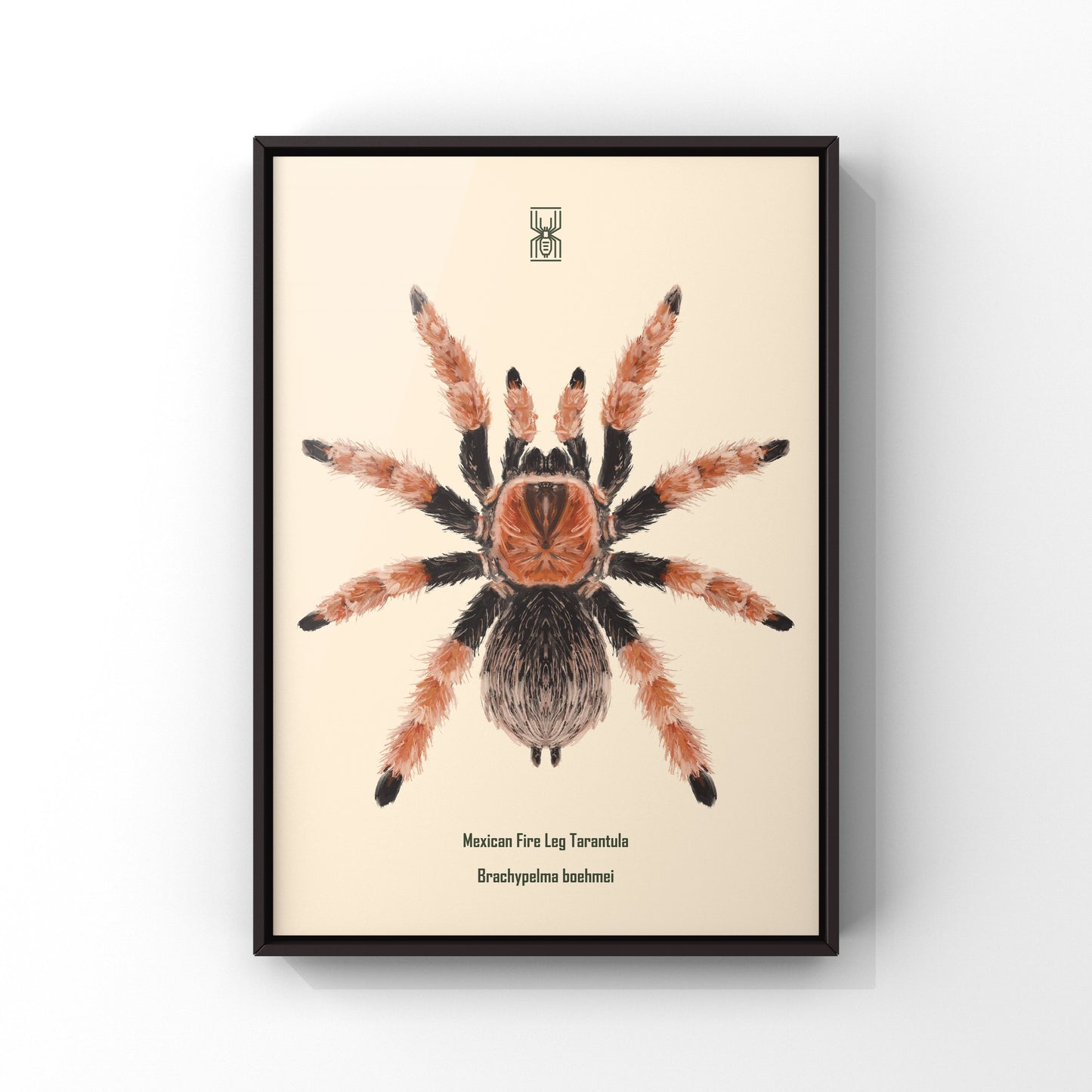 Mexican Fire Leg Tarantula, Brachypelma Boehmei, Photographic Art Print from The Silk Ranch