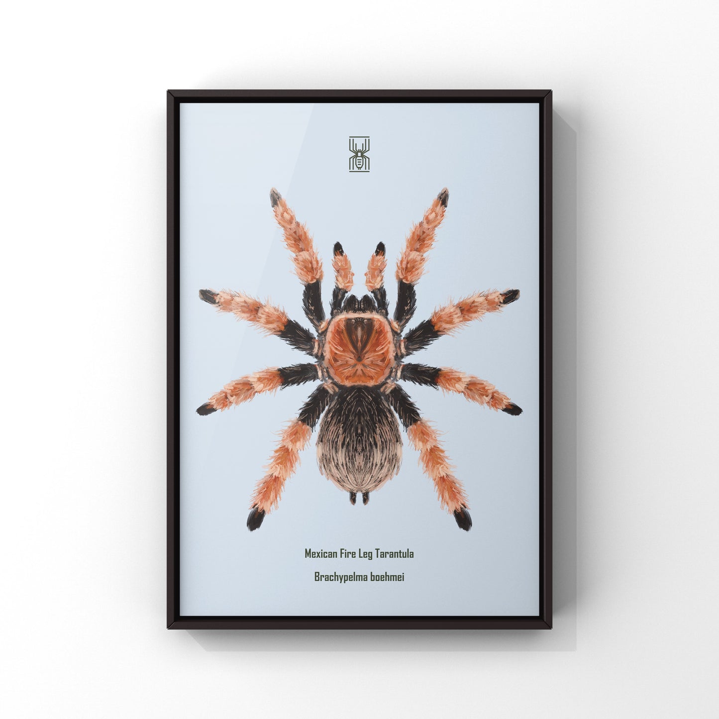 Mexican Fire Leg Tarantula, Brachypelma Boehmei, Photographic Art Print from The Silk Ranch