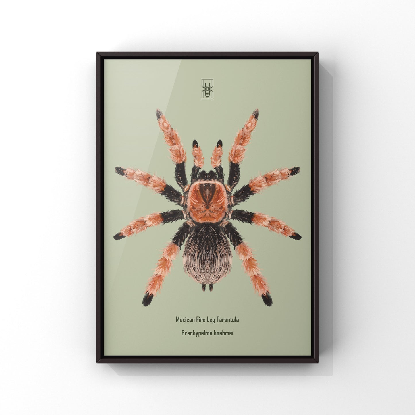 Mexican Fire Leg Tarantula, Brachypelma Boehmei, Photographic Art Print from The Silk Ranch