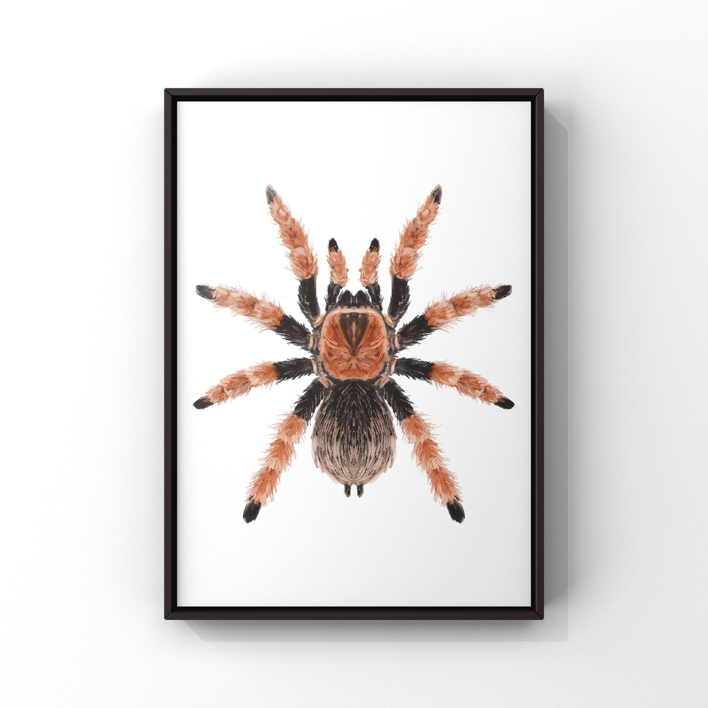 Mexican Fire Leg Tarantula, Brachypelma Boehmei, Photographic Art Print from The Silk Ranch