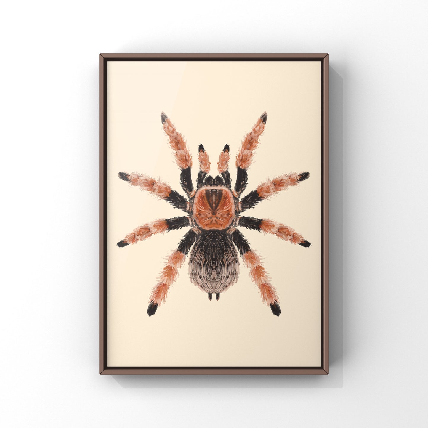 Mexican Fire Leg Tarantula, Brachypelma Boehmei, Photographic Art Print from The Silk Ranch