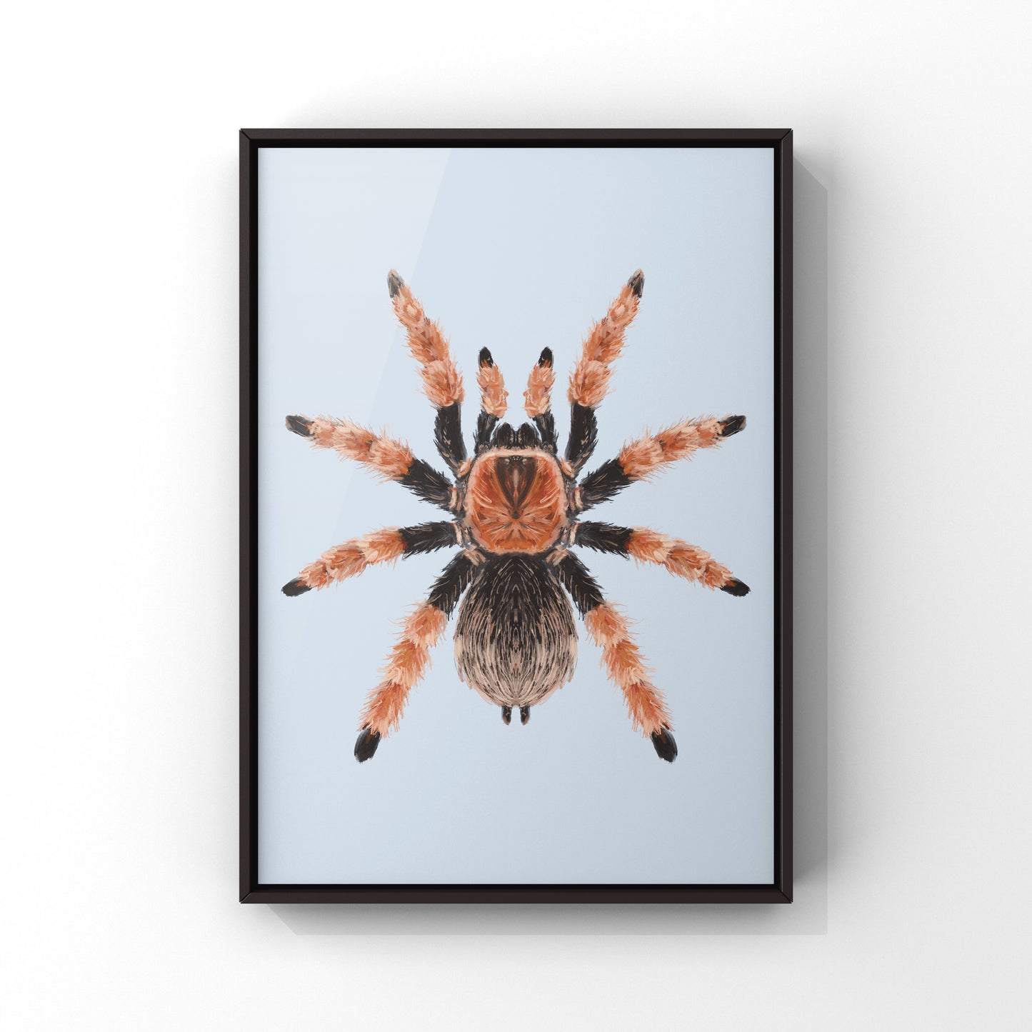 Mexican Fire Leg Tarantula, Brachypelma Boehmei, Photographic Art Print from The Silk Ranch