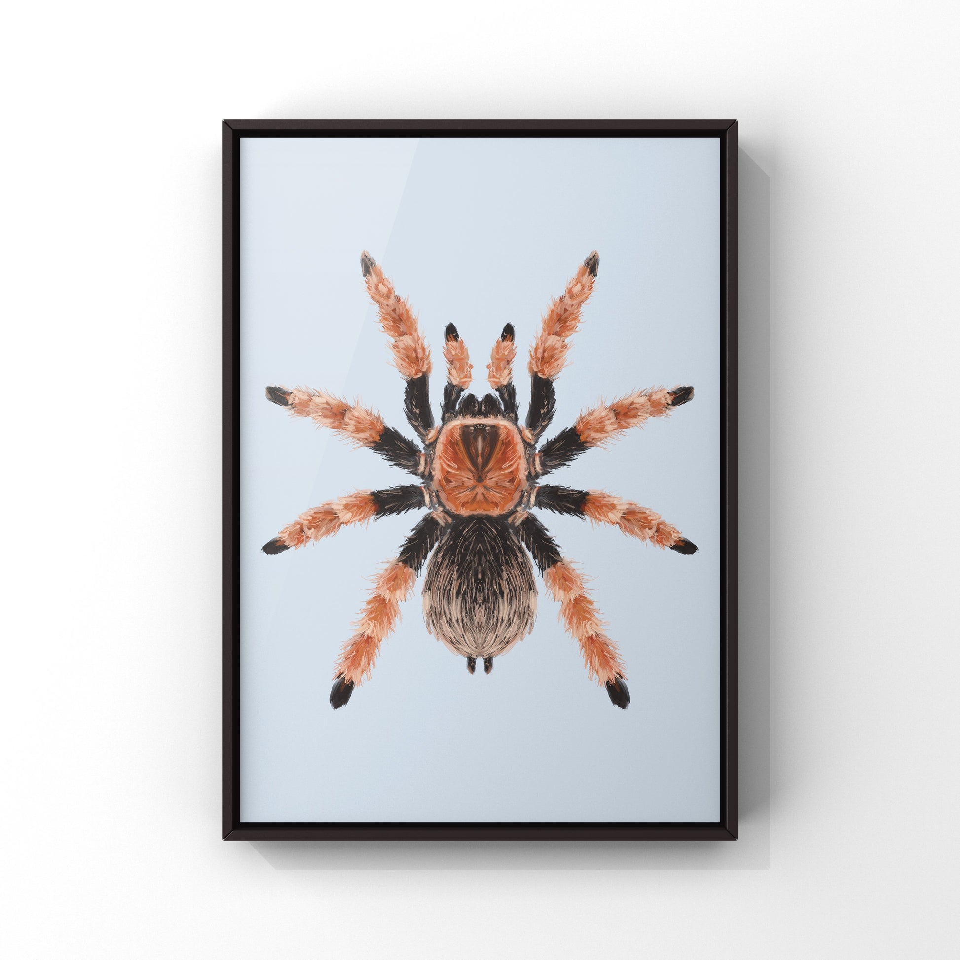 Mexican Fire Leg Tarantula, Brachypelma Boehmei, Photographic Art Print from The Silk Ranch