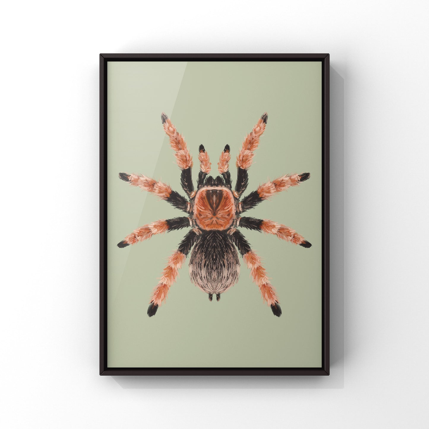 Mexican Fire Leg Tarantula, Brachypelma Boehmei, Photographic Art Print from The Silk Ranch
