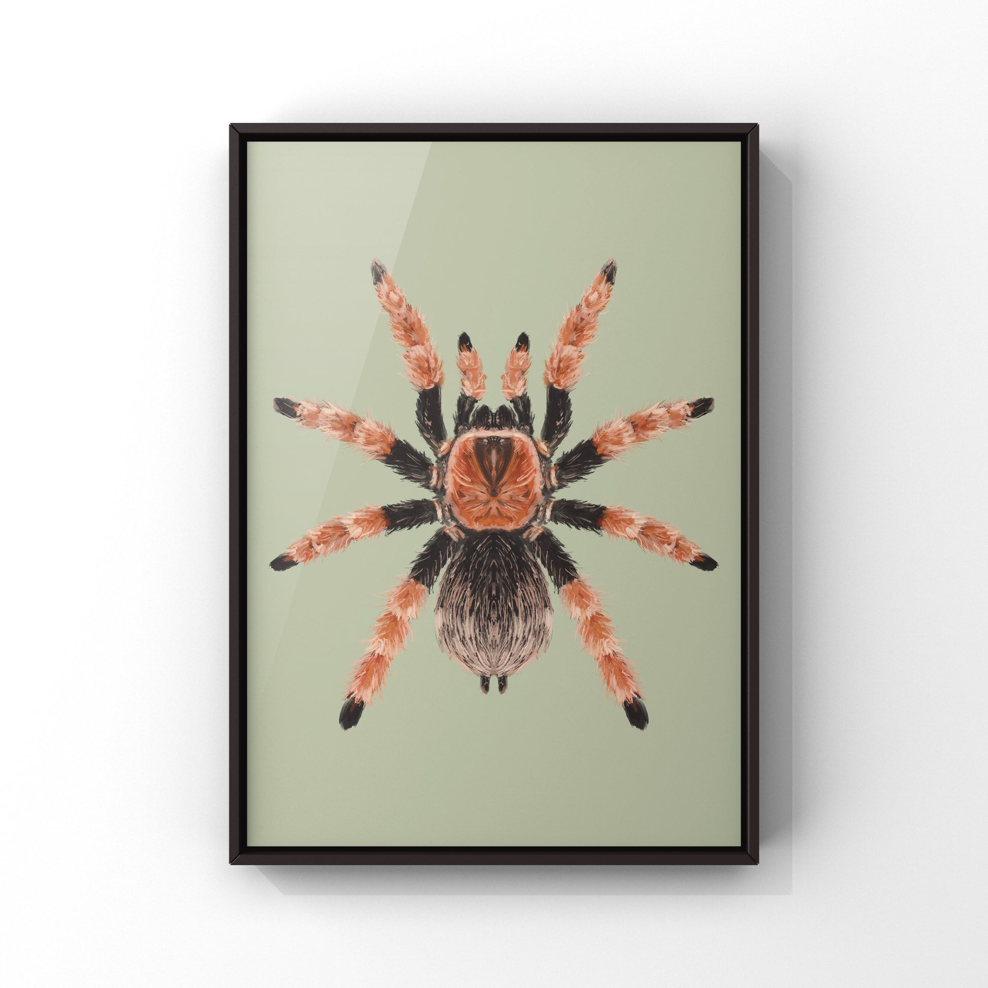 Mexican Fire Leg Tarantula, Brachypelma Boehmei, Photographic Art Print from The Silk Ranch
