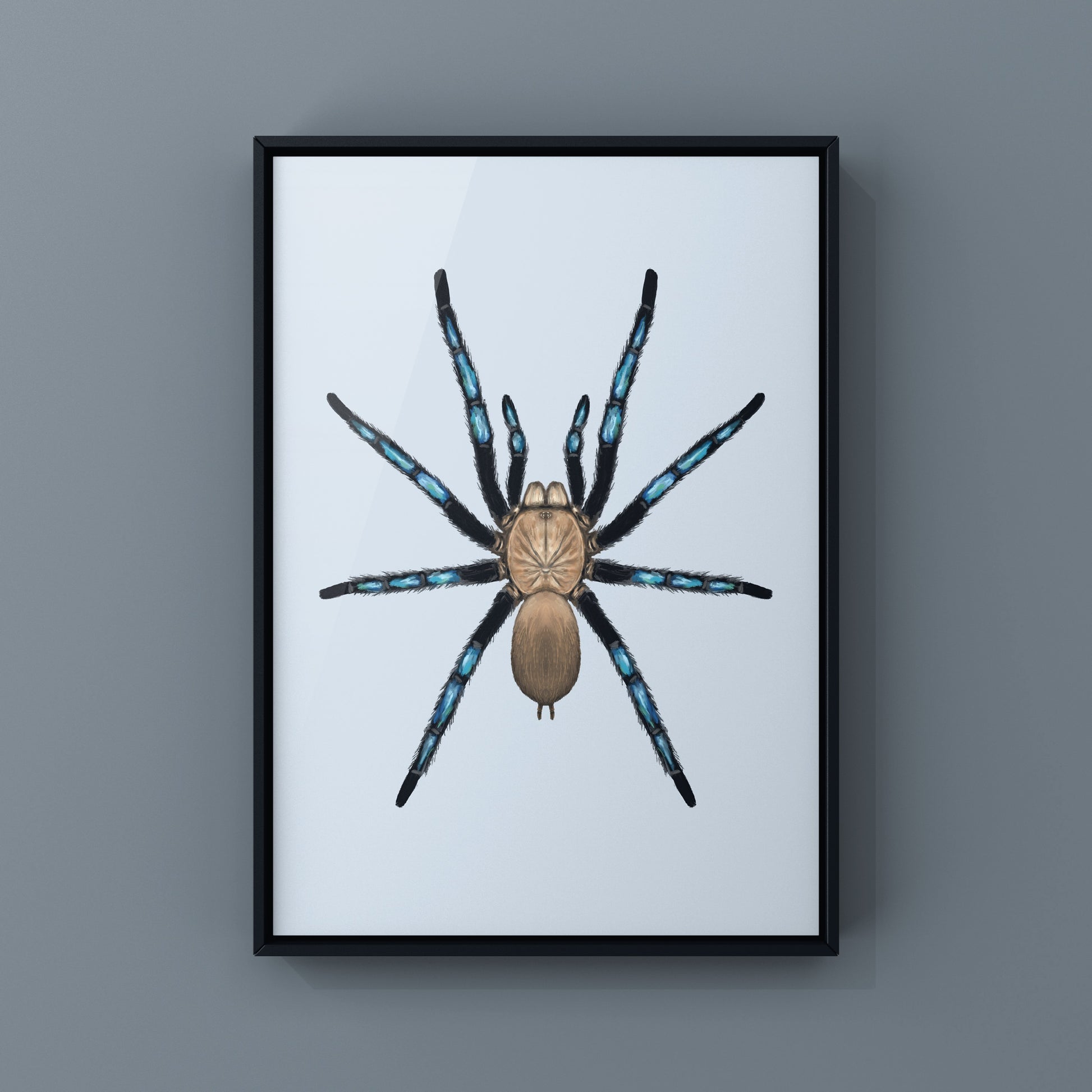 Neon Blue Leg Tarantula, Birupes Simoroxigorum, Photographic Art Print from The Silk Ranch