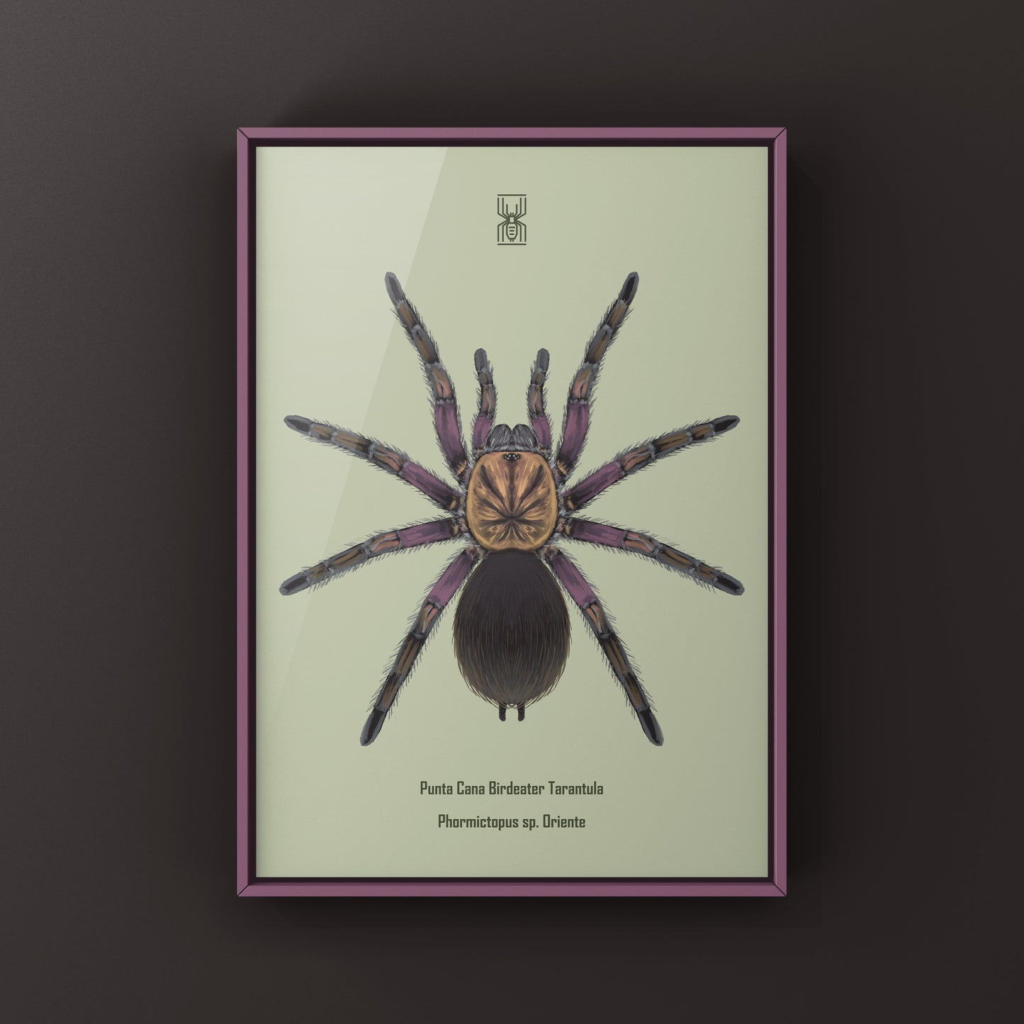 Punta Cana Birdeater Tarantula, Phormictopus sp. Oriente, Photographic Art Print from The Silk Ranch