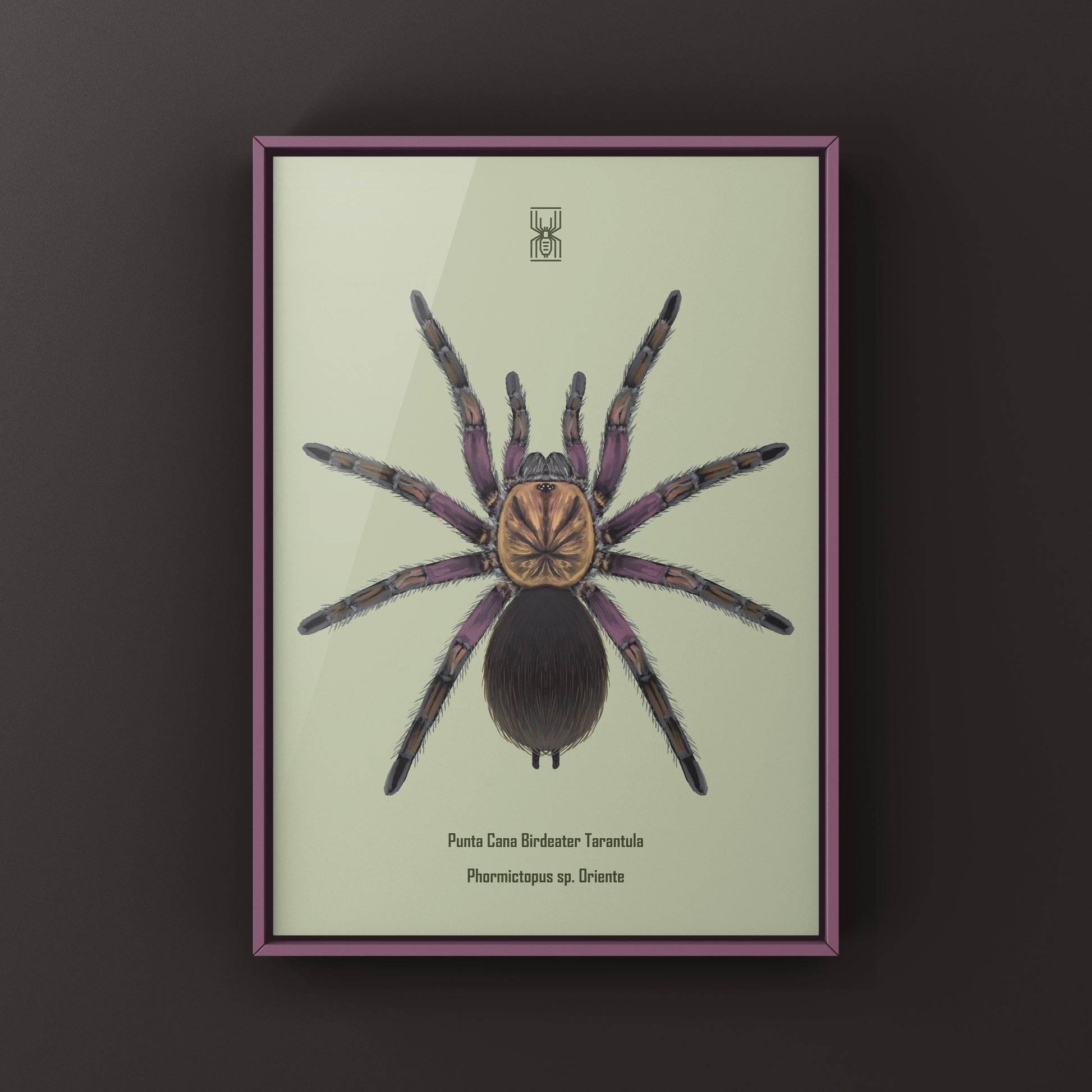 Punta Cana Birdeater Tarantula, Phormictopus sp. Oriente, Photographic Art Print from The Silk Ranch