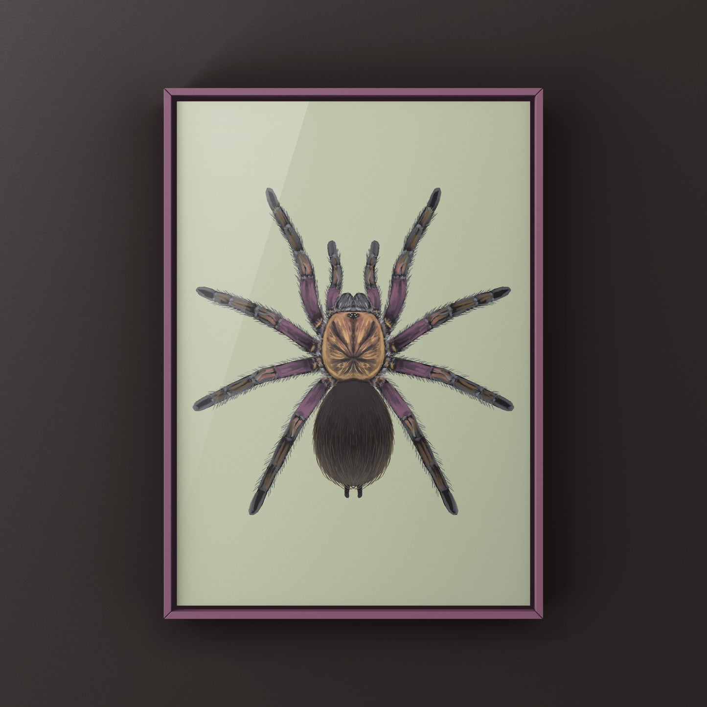 Punta Cana Birdeater Tarantula, Phormictopus sp. Oriente, Photographic Art Print from The Silk Ranch