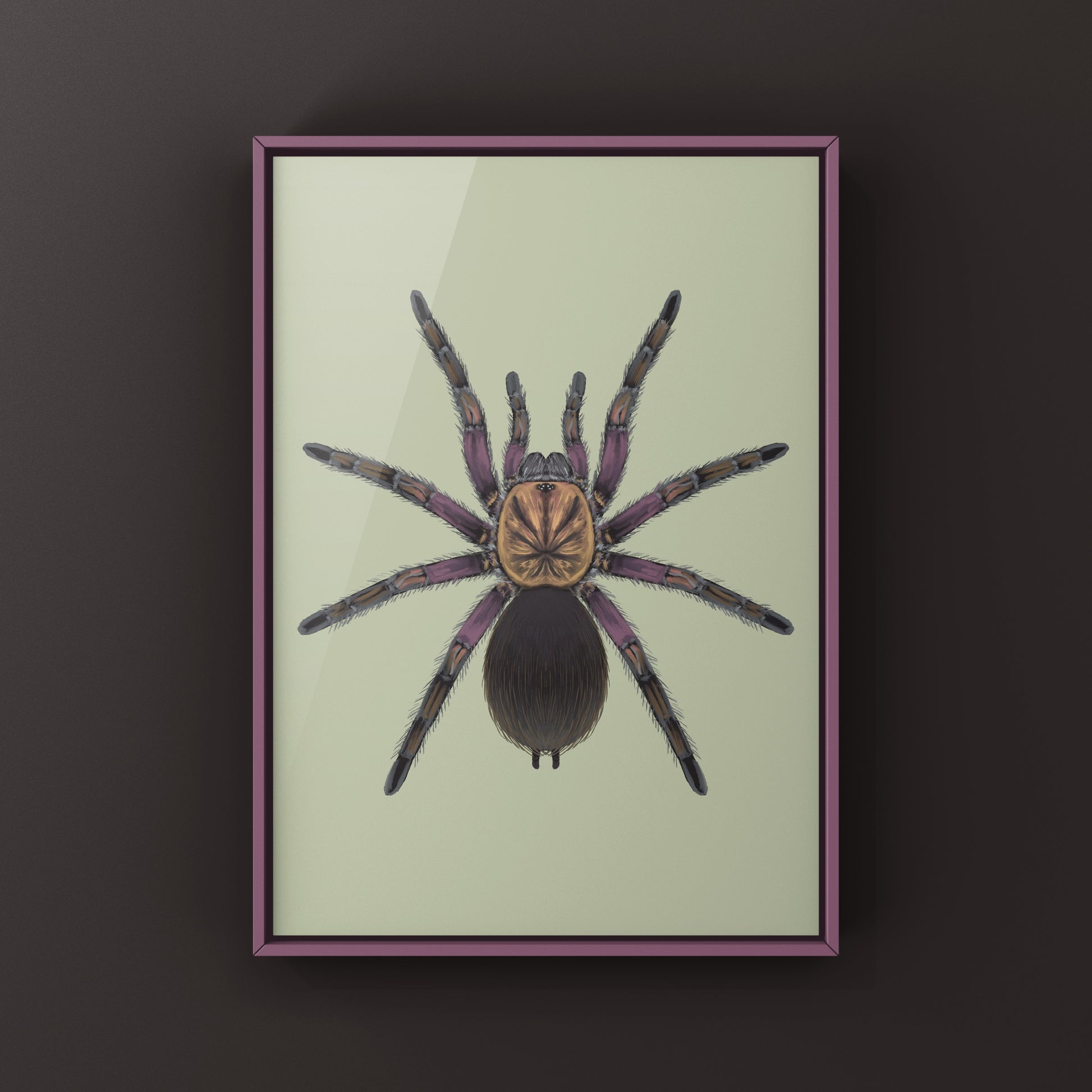 Punta Cana Birdeater Tarantula, Phormictopus sp. Oriente, Photographic Art Print from The Silk Ranch