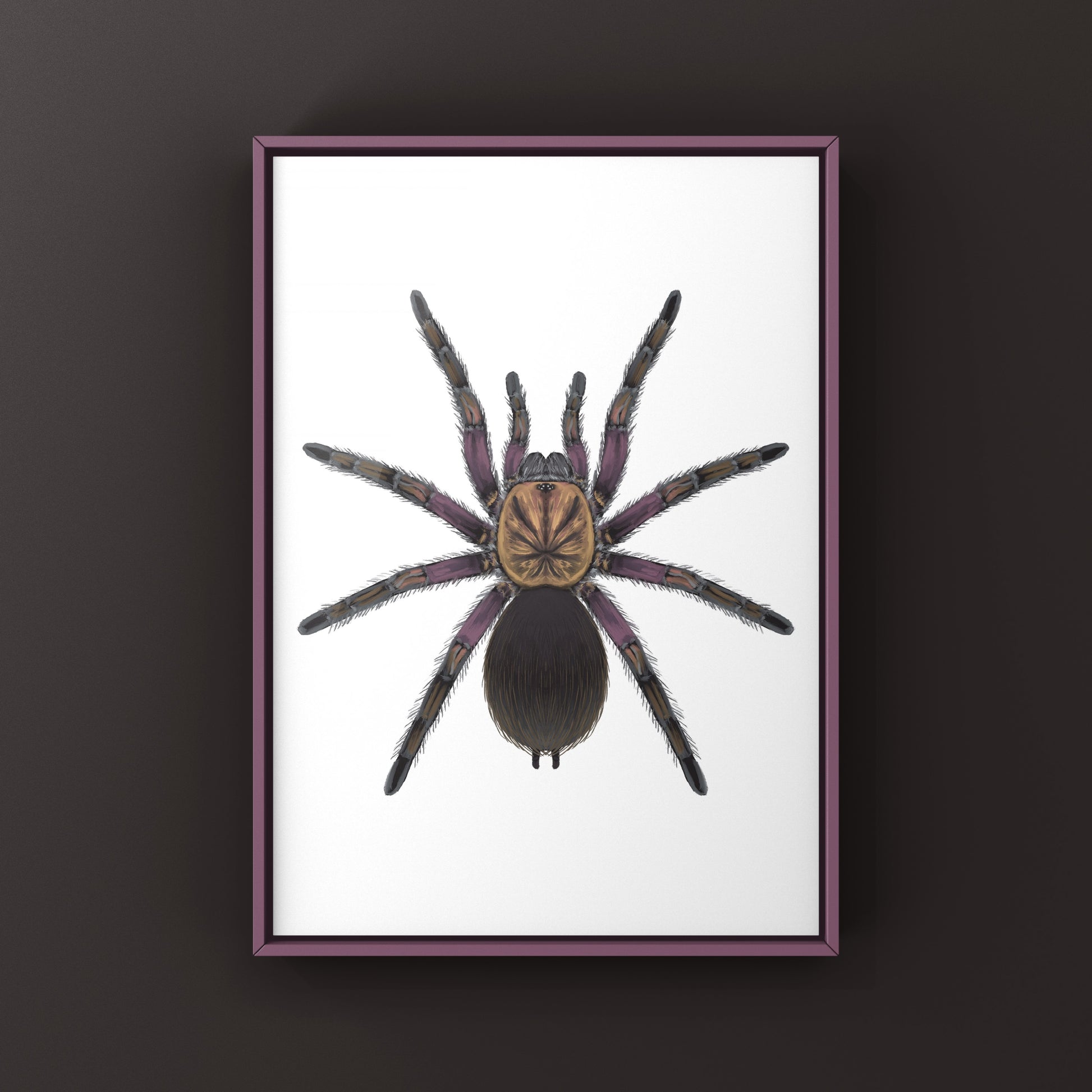 Punta Cana Birdeater Tarantula, Phormictopus sp. Oriente, Photographic Art Print from The Silk Ranch