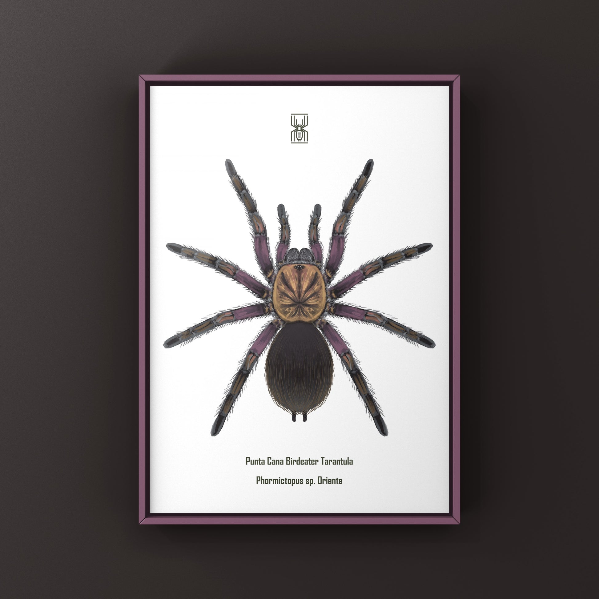 Punta Cana Birdeater Tarantula, Phormictopus sp. Oriente, Photographic Art Print from The Silk Ranch