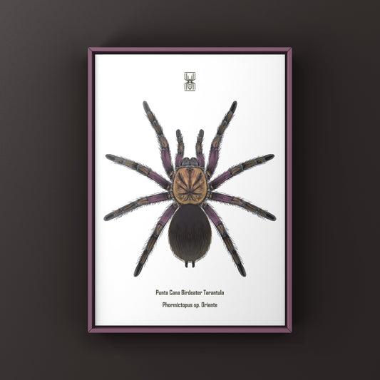 Punta Cana Birdeater Tarantula, Phormictopus sp. Oriente, Photographic Art Print from The Silk Ranch