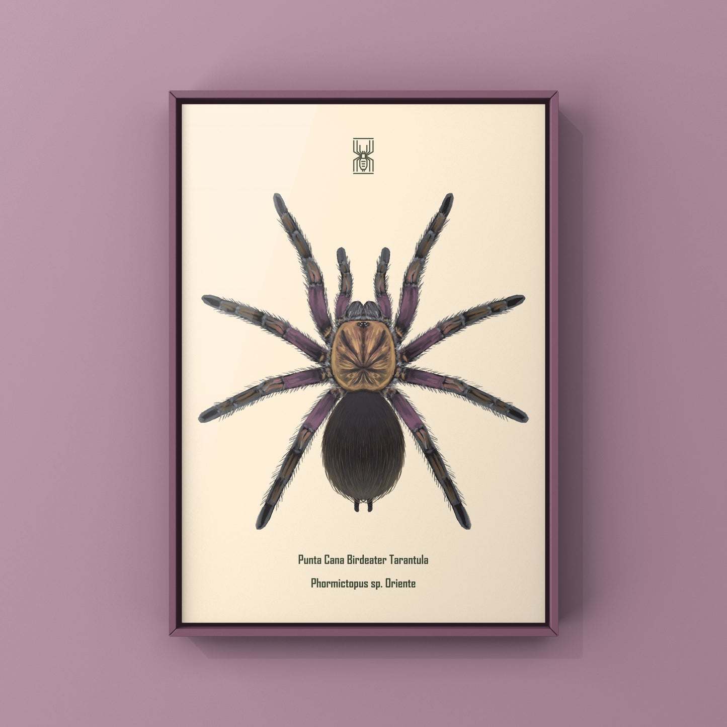 Punta Cana Birdeater Tarantula, Phormictopus sp. Oriente, Photographic Art Print from The Silk Ranch