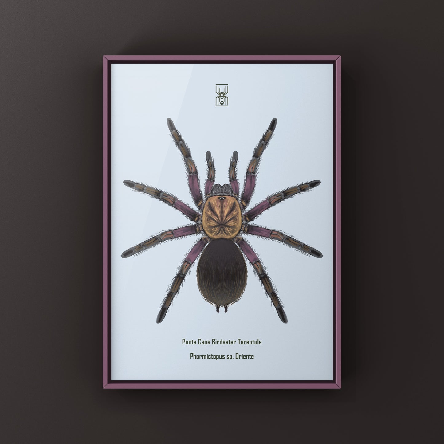 Punta Cana Birdeater Tarantula, Phormictopus sp. Oriente, Photographic Art Print from The Silk Ranch