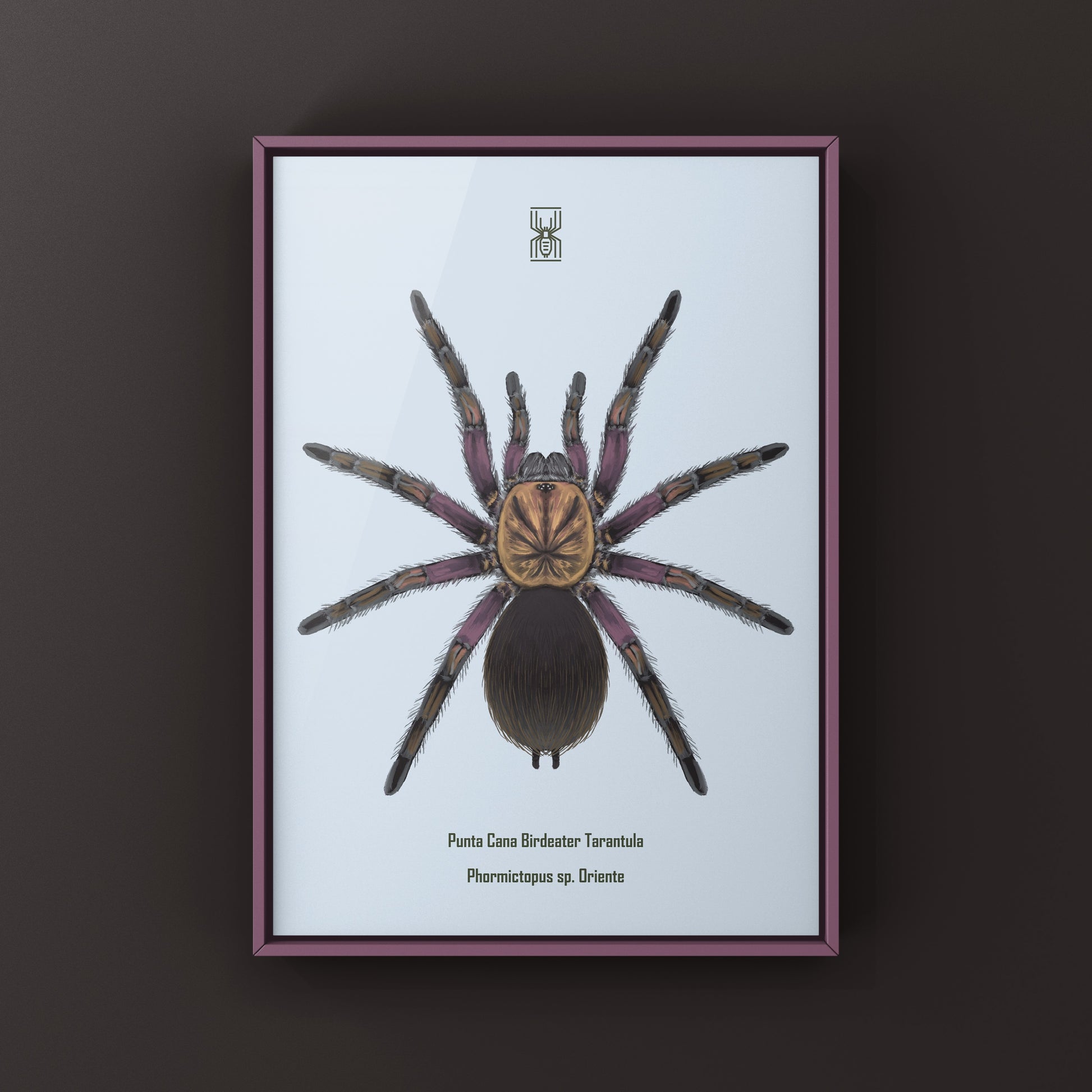 Punta Cana Birdeater Tarantula, Phormictopus sp. Oriente, Photographic Art Print from The Silk Ranch