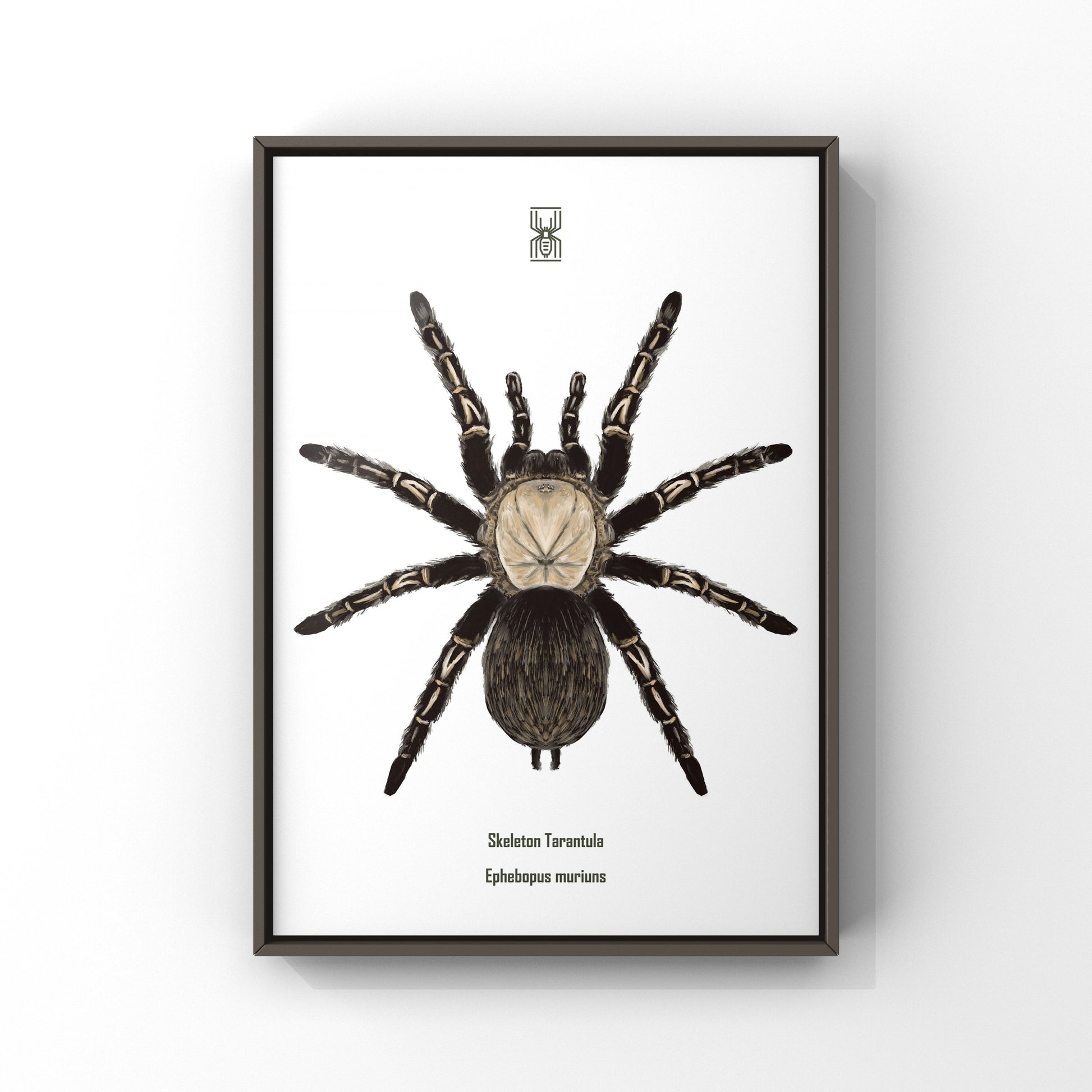 Skeleton Tarantula, Ephebopus Murinus, Photographic Art Print from The Silk Ranch