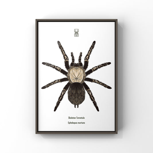 Skeleton Tarantula, Ephebopus Murinus, Photographic Art Print from The Silk Ranch