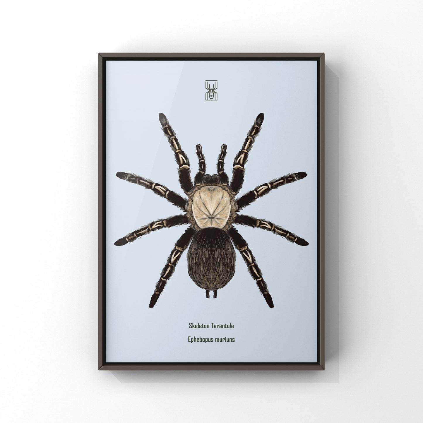 Skeleton Tarantula, Ephebopus Murinus, Photographic Art Print from The Silk Ranch