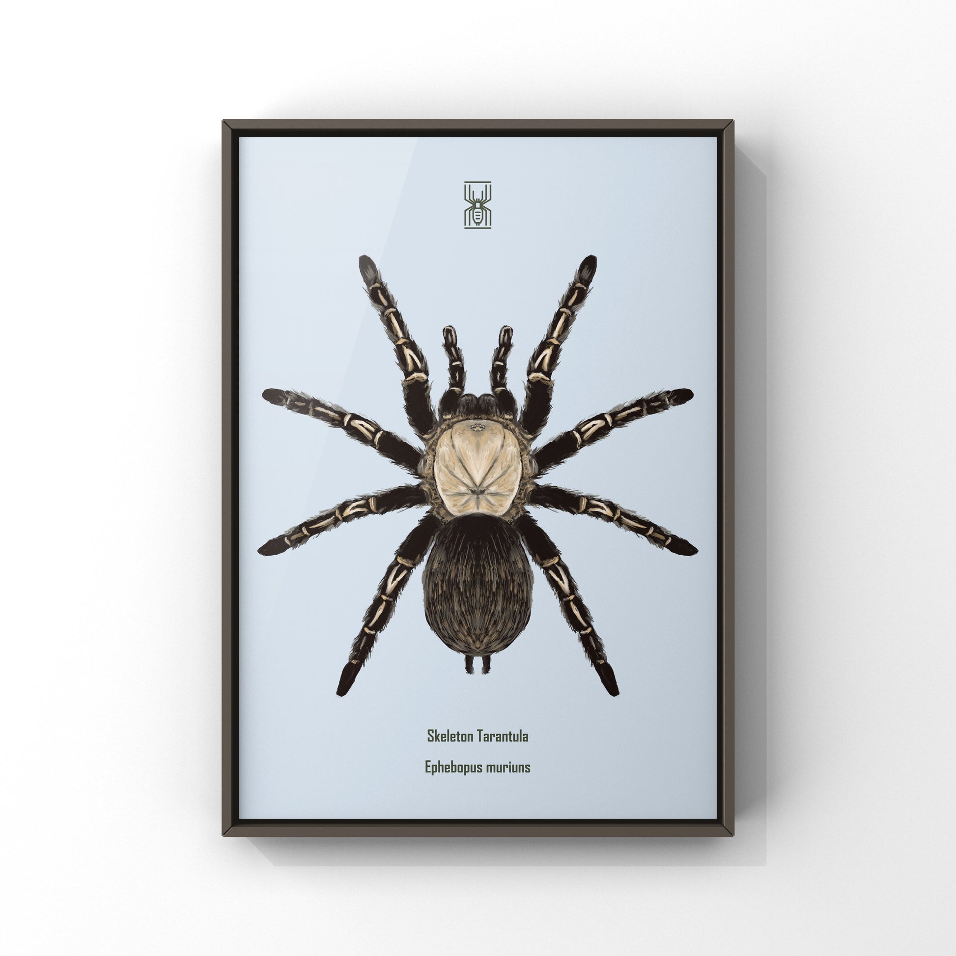 Skeleton Tarantula, Ephebopus Murinus, Photographic Art Print from The Silk Ranch
