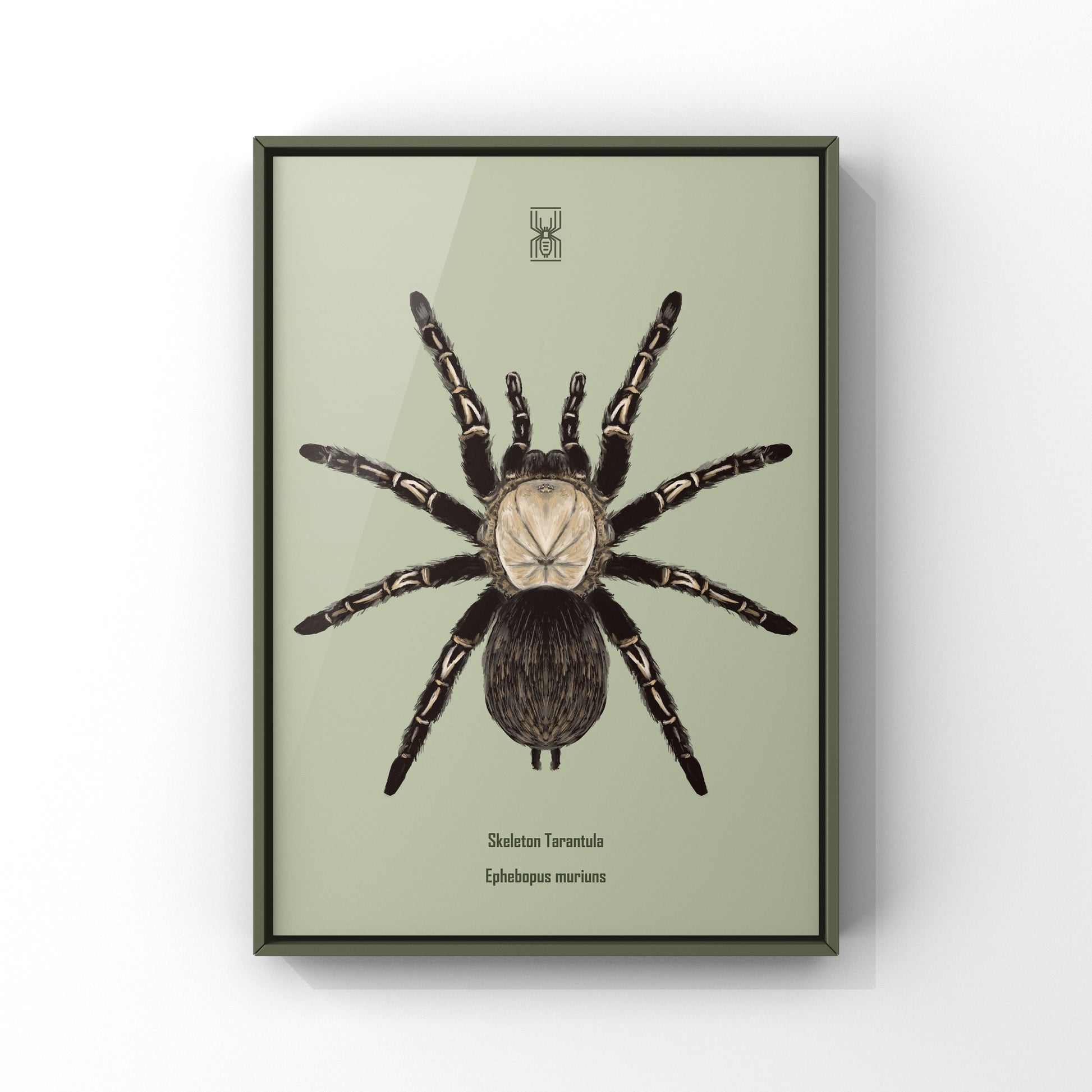 Skeleton Tarantula, Ephebopus Murinus, Photographic Art Print from The Silk Ranch