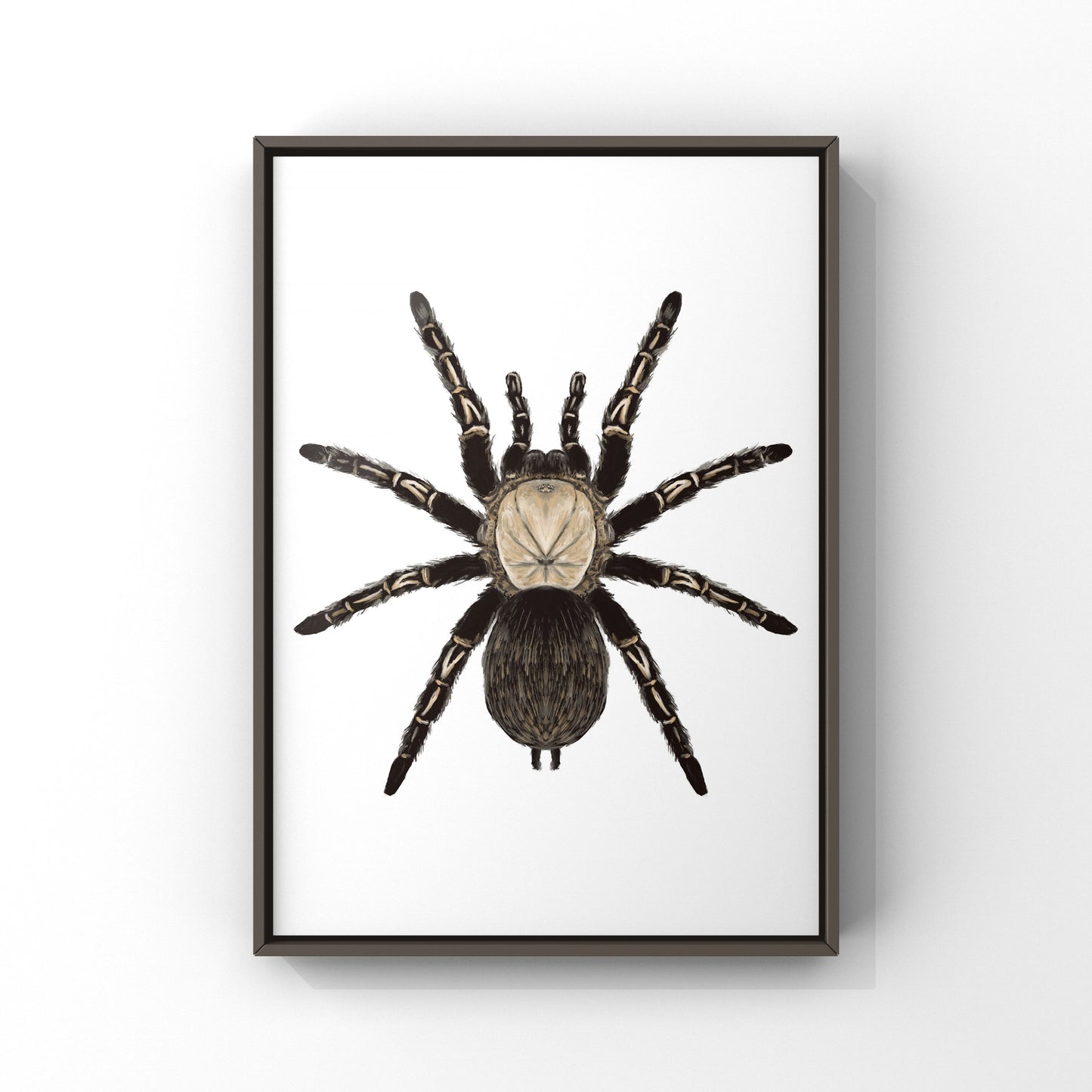 Skeleton Tarantula, Ephebopus Murinus, Photographic Art Print from The Silk Ranch