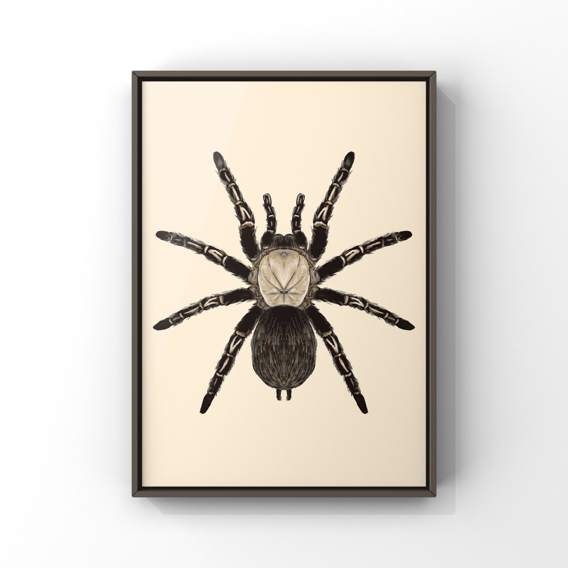 Skeleton Tarantula, Ephebopus Murinus, Photographic Art Print from The Silk Ranch