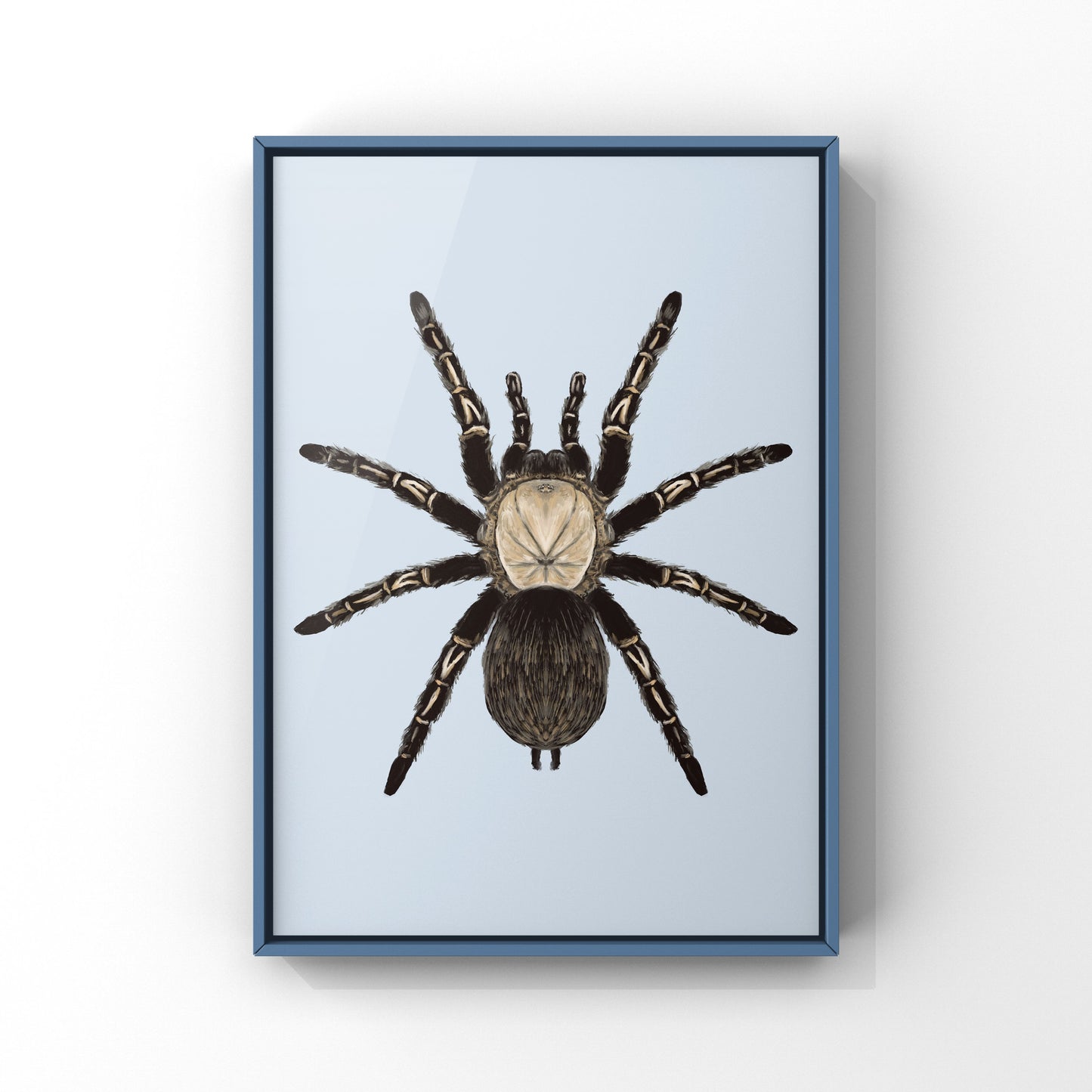 Skeleton Tarantula, Ephebopus Murinus, Photographic Art Print from The Silk Ranch