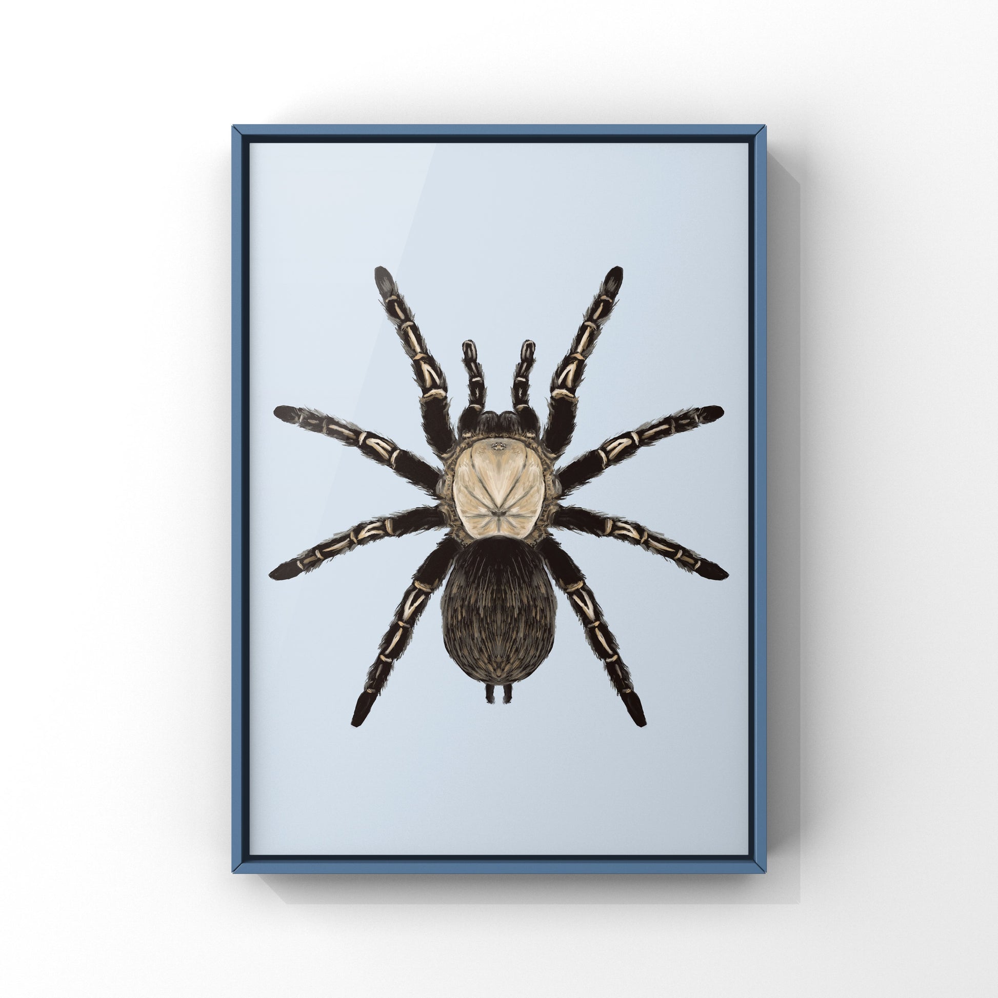 Skeleton Tarantula, Ephebopus Murinus, Photographic Art Print from The Silk Ranch