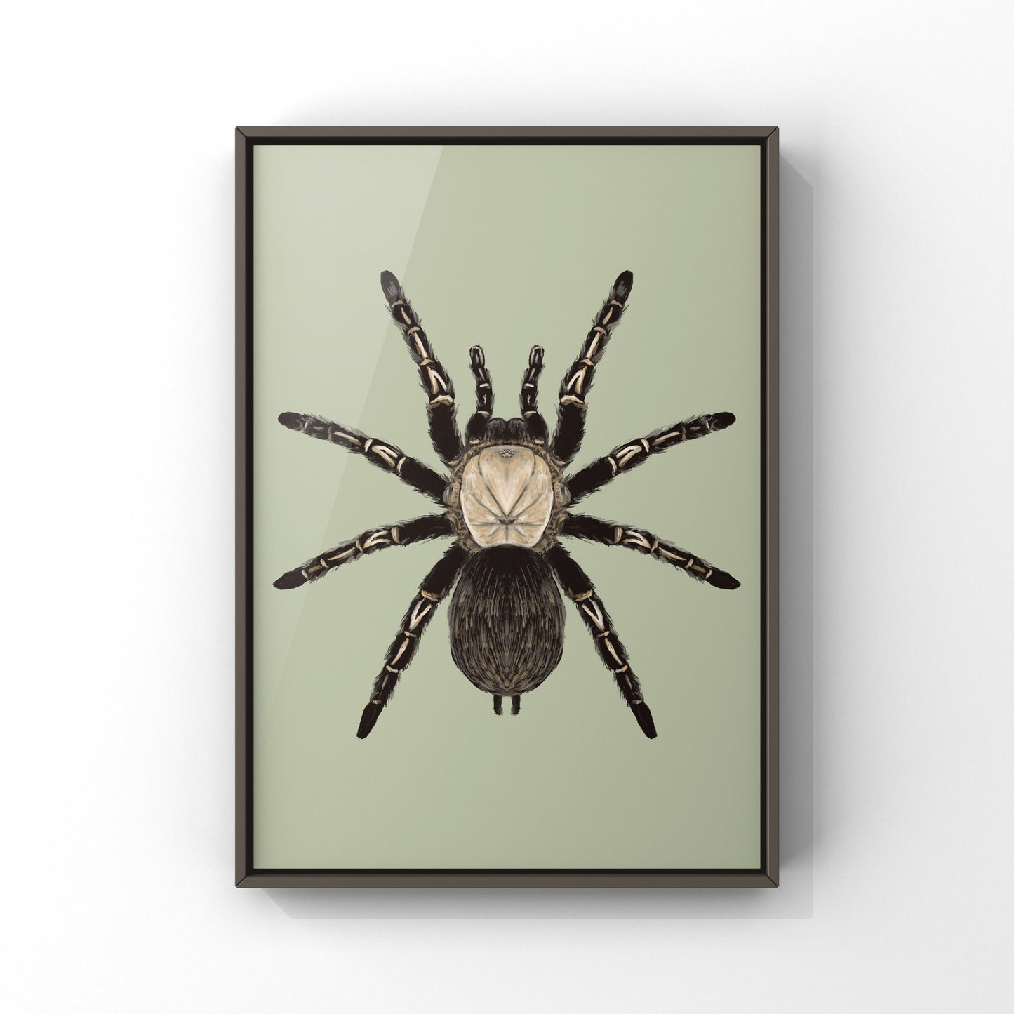 Skeleton Tarantula, Ephebopus Murinus, Photographic Art Print from The Silk Ranch