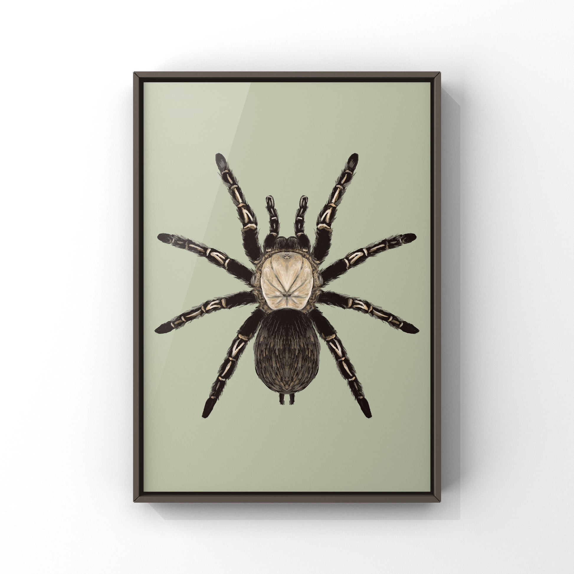Skeleton Tarantula, Ephebopus Murinus, Photographic Art Print from The Silk Ranch