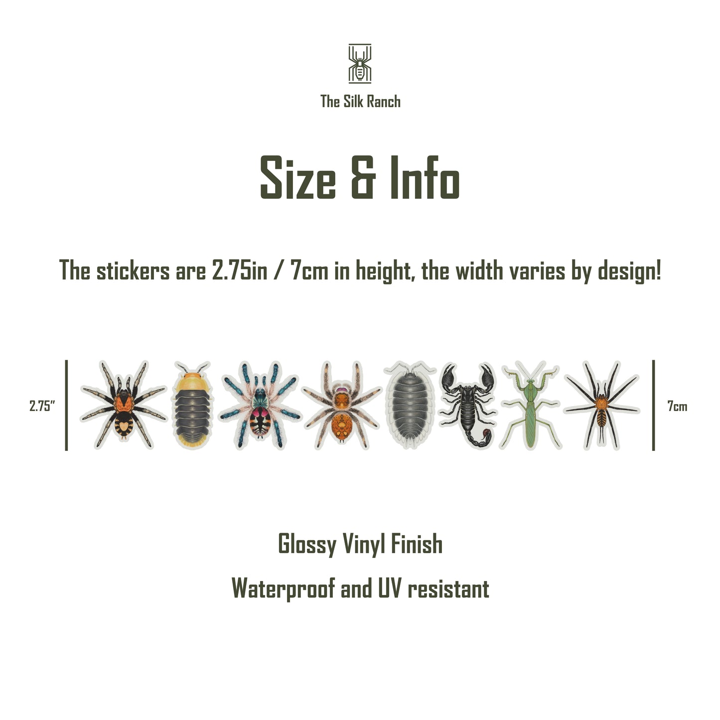 Vietnam Silver Tarantula Sticker, Ornithoctoninae Sp. Vietnam Silver Waterproof Vinyl Sticker from The Silk Ranch