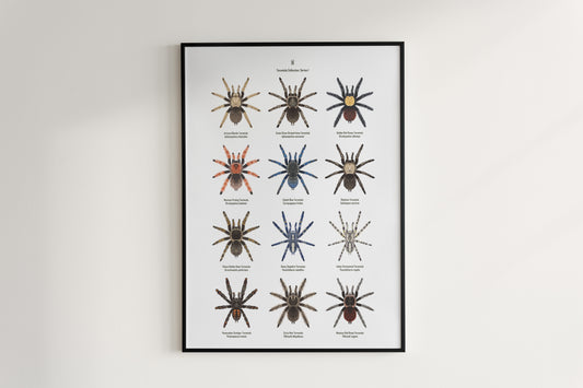 Tarantula Collection: Series I Poster A from The Silk Ranch