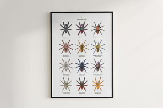 Tarantula Collection: Series II Poster A from The Silk Ranch