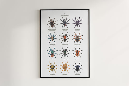 Tarantula Collection: Series IV Poster A from The Silk Ranch