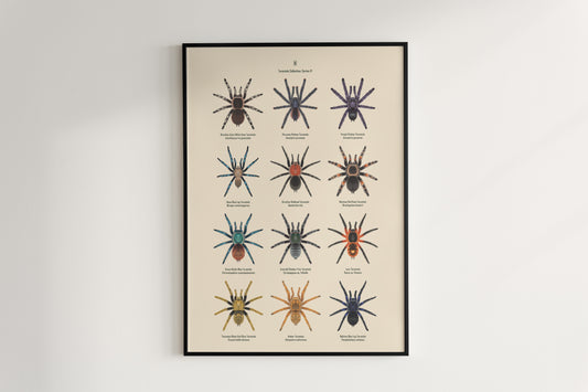 Tarantula Collection: Series IV Poster from The Silk Ranch