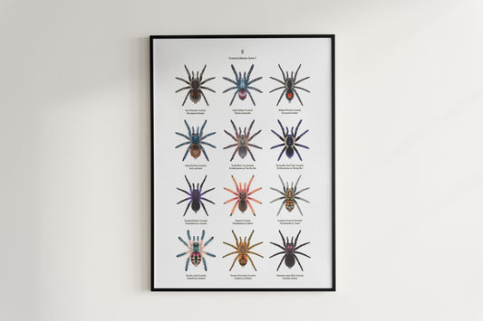 Tarantula Collection: Series V Poster A from The Silk Ranch