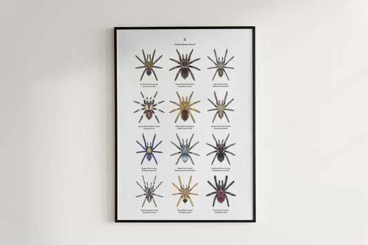 Tarantula Collection: Series VI Poster A from The Silk Ranch