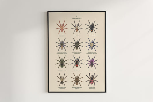 Tarantula Collection: Series VII Poster from The Silk Ranch
