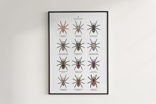 Tarantula Collection: Series VII Poster A from The Silk Ranch