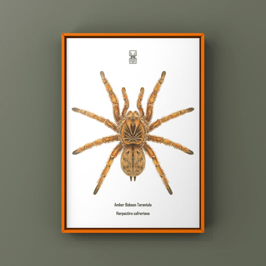 Amber Tarantula, Harpactira Cafreriana, Photographic Art Print from The Silk Ranch