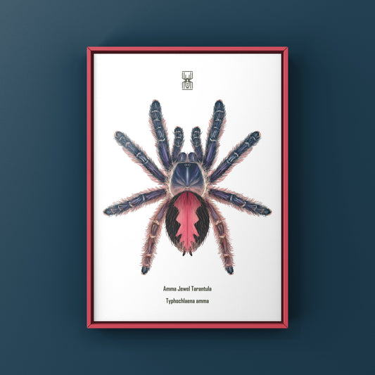 Amma Jewel Tarantula, Typhochlaena Amma, Photographic Art Print from The Silk Ranch