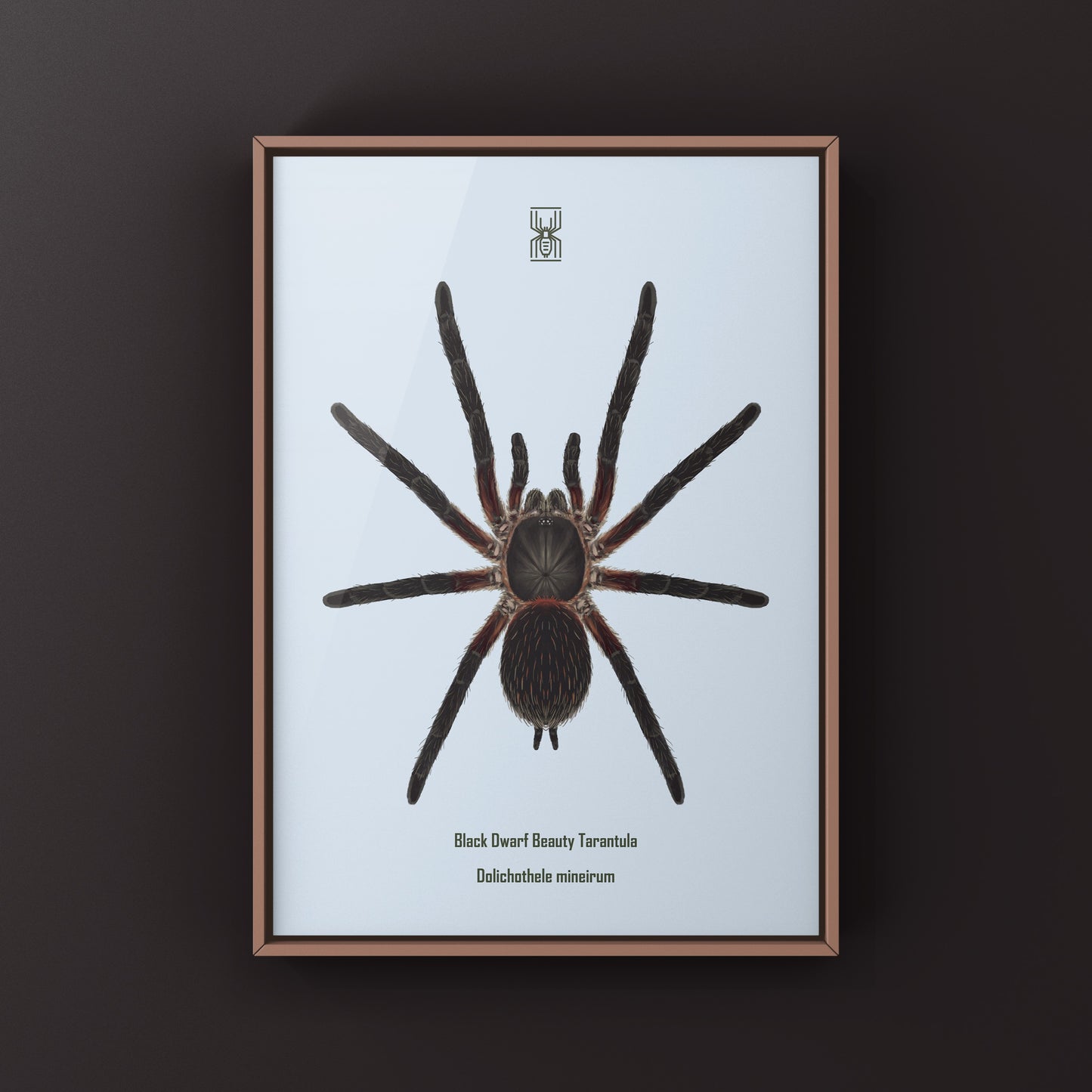 Black Dwarf Beauty Tarantula, Dolichothele Mineirum, Photographic Art Print from The Silk Ranch