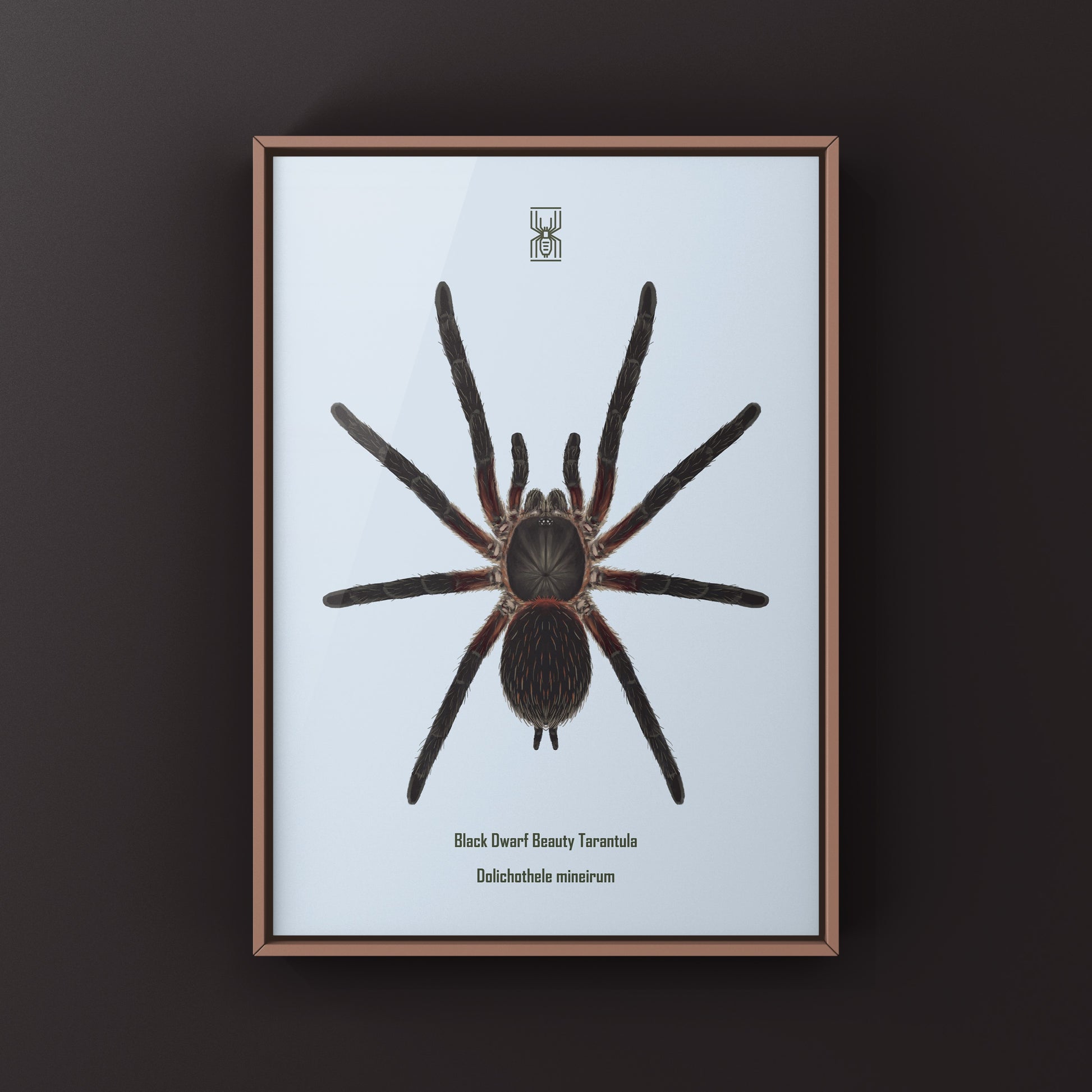 Black Dwarf Beauty Tarantula, Dolichothele Mineirum, Photographic Art Print from The Silk Ranch