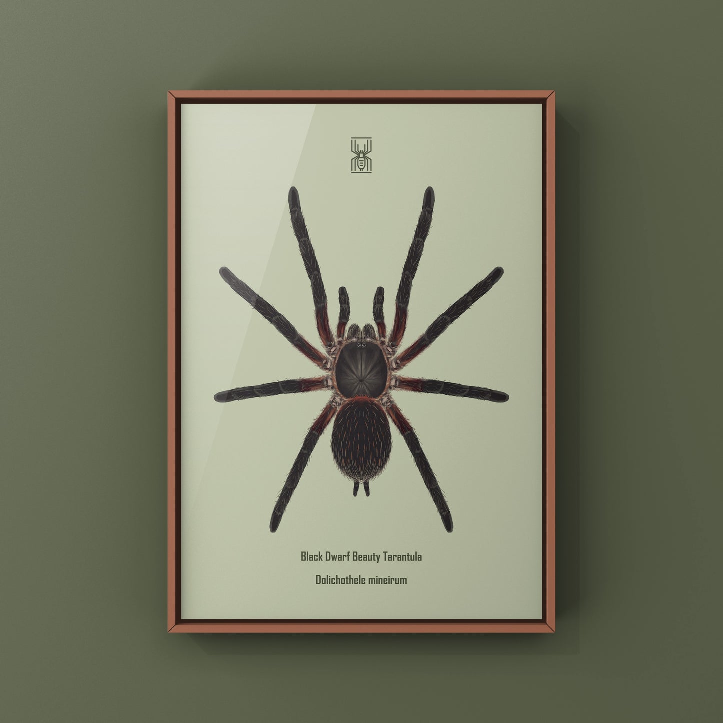 Black Dwarf Beauty Tarantula, Dolichothele Mineirum, Photographic Art Print from The Silk Ranch