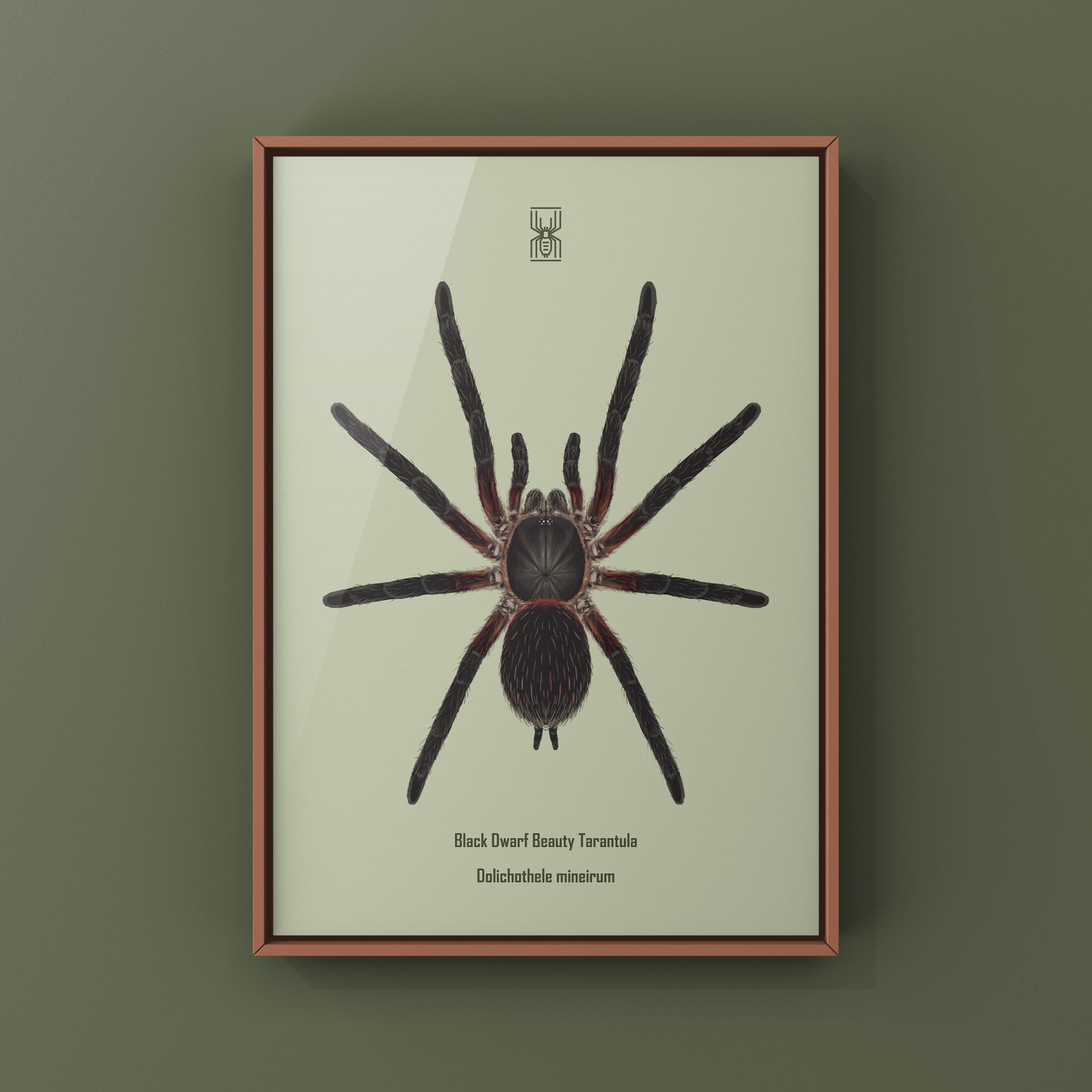 Black Dwarf Beauty Tarantula, Dolichothele Mineirum, Photographic Art Print from The Silk Ranch