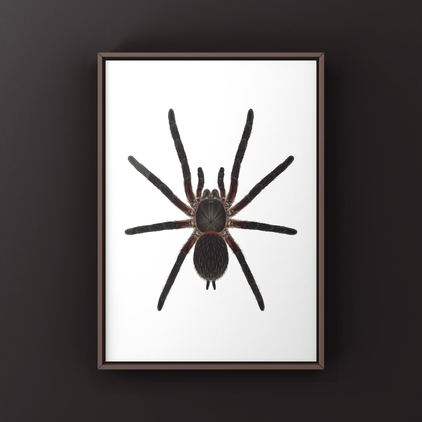 Black Dwarf Beauty Tarantula, Dolichothele Mineirum, Photographic Art Print from The Silk Ranch